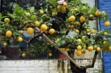 Các cụ dạy 'Trước cau sau chuối': Trồng 8 cây này trước nhà để gia đạo an yên, tài lộc về như nước