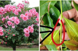 Đừng vứt thuốc hết hạn đi mang rắc xuống chậu hoa bạn sẽ bất ngờ khi thấy hoa bung nở rực rỡ