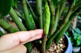 Cây kim tiền thích 2 thứ nhiều 3 thứ ít: Làm đúng chồi non phá đất mọc lên tua tủa