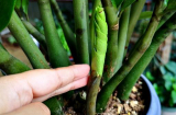 Cây kim tiền có 4 thói quen nhỏ, ai nắm được lộc non đâm vỡ chậu, ra hoa gọi lộc về nhà