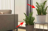 Trồng cây kim tiền chớ đặt ở 3 ví này kẻo tài lộc đứt đoạn, tiền của thất thoát