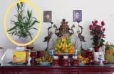 Đừng đặt hoa cúc lên bàn thờ mãi: Đây mới là loại cây lộc khí phừng phừng, nghe tên cũng thấy giàu sang