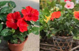 Mua cây chơi Tết Quý Mão nhớ tránh xa 5 loại này kẻo phá tài lộc, rước xui xẻo vào nhà