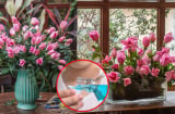 Cắm hoa hồng đừng chỉ dùng nước lã, thêm vài giọt này hoa nở to, 10 ngày vẫn chưa héo