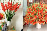 Cắm hoa lay ơn cứ thêm vài giọt này, hoa nở đều, chơi hết Tết vẫn tươi rói