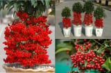 4 loại cây cảnh chiêu tài, hút lộc chỉ cần có 1 cây để trong nhà vàng bạc đầy kho, sức khỏe dồi dào