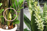 4 loài cây này nở hoa Thần Tài gõ cửa hỷ tín tới liên tục, tiền bạc nhiều vô kể