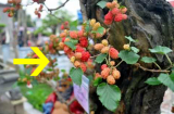 Các cụ dạy: 5 loại cây vào nhà nào nhà ấy nghèo, không tai họa cũng nợ nần chồng chất