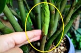 Cây kim tiền không mọc mầm, lá vàng úa, dùng 1 chiêu này chồi non bật liên tục, đâm vỡ chậu