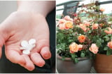 Dùng thuốc hết hạn vứt vào chậu hoa: Bạn sẽ nhận được lợi ích bất ngờ hóa ra là loại phân bón tốt nhất