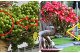 5 loại cây trồng trước nhà lụi bại, ly tan không ngóc lên được: Trồng sau nhà giữ của cải, 3 đời giàu có