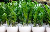 5 vị trí đặt cây kim tiền hút tài lộc, tiền vào như nước, không phải ai cũng biết