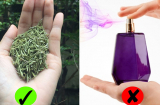 4 loại lá càng dùng Sh88bet đăng ký miễn phí càng thơm ngát: Cần gì nước hoa vẫn diệt mùi hiệu quả