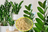 Cây kim tiền thích 'ăn' 3 món này, bỏ vào gốc là lá xanh mướt, lộc non tua tủa gọi lộc về nhà