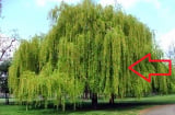 5 loại cây 'sát khí cao' trồng trước nhà nào nhà đó nghèo không ngóc lên được, ly tan lụi bại ?