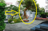Thầy phong thủy chỉ rõ: 4 cây trồng trước nhà ốm đau, lụi bại nghèo không ngóc lên được, trồng sau nhà giàu