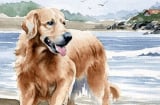 Qua đêm nay cá Chép hóa Rồng, 4 tuổi ăn nên làm ra chính thức hết khổ