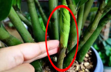 Cây kim tiền có 4 thói quen nhỏ, ai biết được cây đâm chồi, ra hoa gọi lộc vào nhà