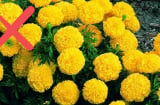 6 loại hoa đặt lên bàn thờ là mất lộc, gia chủ nhớ mà tránh