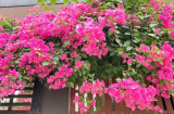 Hoa giấy 'lười' ra hoa, dùng ngay chiêu này để kích nụ giúp cây trổ bông nhiều gấp đôi năm ngoái