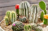 5 loại hoa đẹp nhưng đen đủi, để trong nhà không khác gì mời gọi vận xui