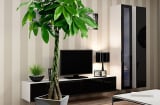 4 loài cây nhà nào cũng nên trồng: Vừa trấn trạch, mời gọi tài lộc lại vô cùng dễ chăm sóc