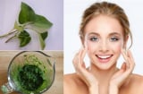 Những lợi ích làm đẹp tuyệt vời của lá ổi mà không phải ai cũng biết