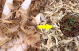 Loại đặc sản cực ngon ở sông Hồng đang vào mùa, giá bạc triệu mà có tên 'siêu lạ'