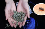 Lấy nắm lá này đặt trong phòng, cả đêm không có bóng 1 con muỗi nào, cả nhà yên tâm ngủ ngon