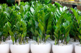 Cây kim tiền thích 'uống' thứ nước này, cứ tưới vào gốc là lá sáng bóng, to đẹp, chồi non lên ầm ầm