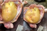 Cục mỡ bên trong con gà, nên ăn hay bỏ? Chỉ người thông minh mới biết đây là 'báu vật'