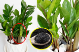 Cây kim tiền thích 2 món này, cho cây ăn 1 lần/tuần, còi mấy cũng mập ú nu, chồi non lên tua tủa