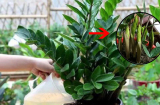 Cây kim tiền 'mê' nhất thứ nước này, cứ tưới vào là lá to sáng bóng, chồi non mọc ra tua tủa
