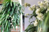 5 cây cảnh trong nhà bỗng nhiên nở hoa ắt có 'điềm báo', gia chủ cần chuẩn bị