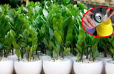 Trồng cây kim tiền đừng tưới nước lã, thêm 2 thứ này để chồi non lên ầm ầm, ra hoa gọi lộc về nhà
