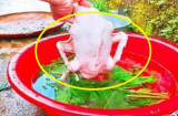 Đun sôi lá này với nước: Nhổ lông vịt cực dễ, khử mùi hôi, không còn sót một cọng lông măng