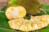 Người trồng mách 3 chiêu chọn mít chín cây, múi dày, giòn ngọt lại ít xơ
