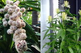 4 cây cảnh trong nhà bỗng nhiên nở hoa ắt có 'điềm báo', gia chủ cần chú ý