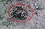 3 loại rác thải bỏ đi quá phí, mang về trồng hoa đúng là bảo bối