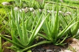 4 loại cây trồng trong nhà được ví như máy làm mát không khí, mùa hè ai cũng nên có