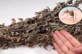 Lấy nắm lá này đặt ở trong phòng: Cả đêm không thấy bóng con muỗi nào, cả nhà yên tâm ngủ ngon
