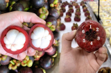 Người bán tiết lộ tuyệt chiêu chọn măng cụt: Nhìn vào 1 chỗ trên vỏ là biết quả nào cùi dày, ngọt lịm