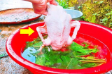 Vò nắm lá này thả vào chậu nước: Nhổ lông vịt cực nhanh, không sót một cọng lông măng