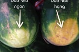 Người thông minh: Nhìn vào điểm này biết dưa hấu ngon ngọt, không cần vỗ mỏi tay