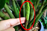 Cây kim tiền thích nhất 3 thứ nước: Cho uống vài thìa lá sáng như gương, mầm non đâm vỡ chậu