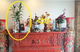 Đừng đặt hoa cúc, hoa ly lên bàn thờ mãi: Đây mới là loại cây lộc khí bừng bừng, nghe tên cũng giàu sang