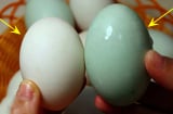 Mưa trứng vịt nên chọn quả vỏ trắng hay vỏ xanh: Hai loại có sự khác biệt lớn, chọn đúng ăn mới ngon