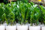 Người thuộc 2 mệnh này trồng cây kim tiền là tốt nhất, để trong nhà quanh năm gặp may