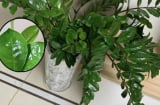 Cây kim tiền 'mê mệt' loại nước này: Tưới vào lá bóng như gương, mầm lên tua tủa