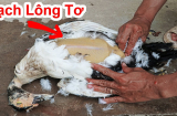 Cứ vò nắm lá này thả vào chậu nước: Nhổ lông vịt siêu nhanh, không dính một cọng lông măng